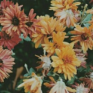 Meet your Posher, Kristi